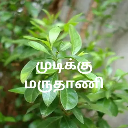 முடிக்கு மருதாணி